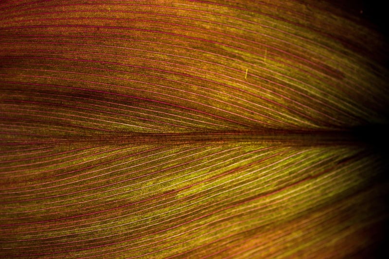 Cosmic Biology Studies